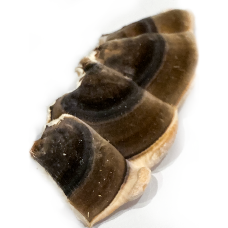 The Ama's Sea Kelp + Mushroom Broth image 4
