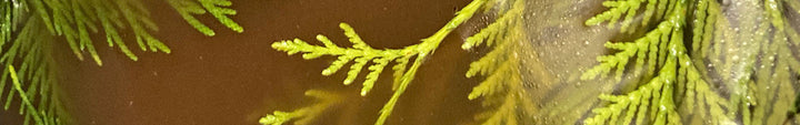 Sacred Recipe Bison Bone Broth image 3