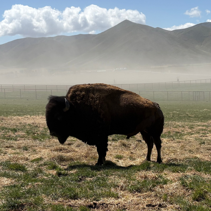 'Sacred Bison' Bone Broth
