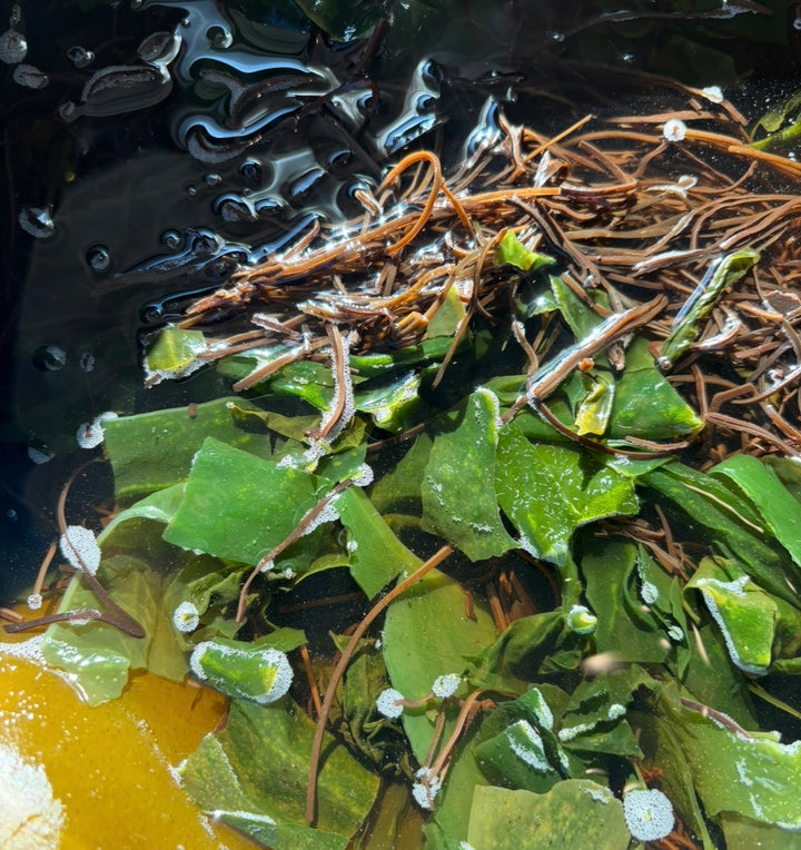 'Ama’s Sea Kelp & Mushroom' Wellness Broth