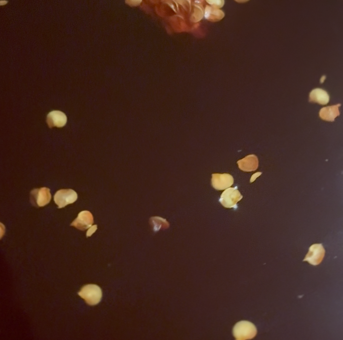 The DACHA *PREORDER THE DACHA - SHIPS APRIL 1*